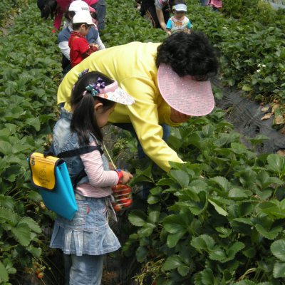 2009년 아기학교 딸기밭 체험 사진 6