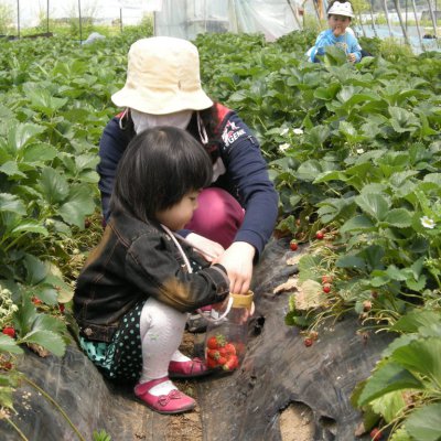 2009년 아기학교 딸기밭 체험 사진 14