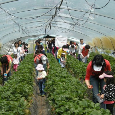 2009년 아기학교 딸기밭 체험 사진 16