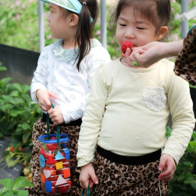 아기학교 딸기따기 체험 사진 22