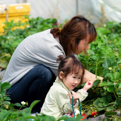 아기학교 딸기따기 체험 사진 29