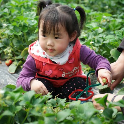 아기학교 딸기따기 체험 사진 43