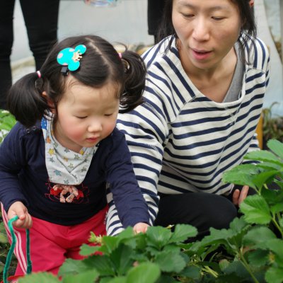 아기학교 딸기따기 체험 사진 47